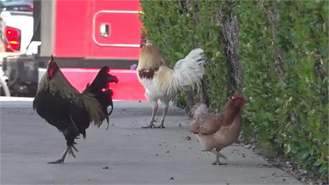 滿街都是雞！　美國育巴城民眾共同飼養逾千隻雞