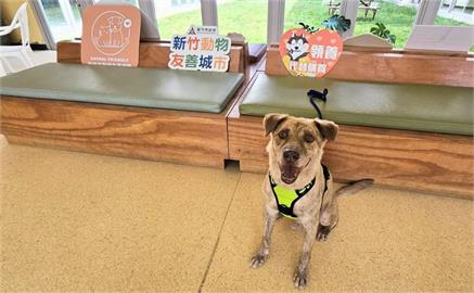 快新聞／新竹市犬「棕棕」找到家了　新主人今備大餐迎接