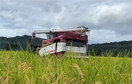 輕颱丹娜絲來勢洶洶　台東農民急搶收盼減少災損