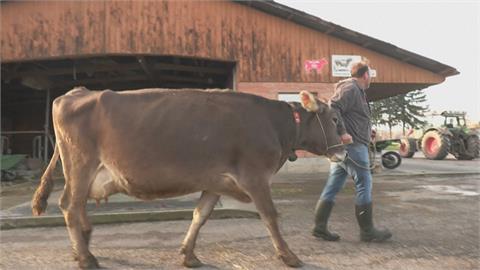 瑞士傳統「牛鈴」擾鄰被要求摘下　逾千位居民連署「維持傳統」