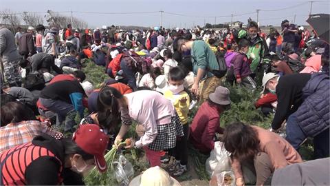 雲林有「三寶」　馬鈴薯、番薯、胡蘿蔔　三鄉鎮農田春遊樂