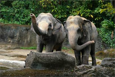 快新聞／為何沒到戶外活動？動物園曝亞洲象友信「這處生病了」