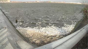 好冷！寒流凍死虱目魚逾25萬尾中央政府啟動災害救助
