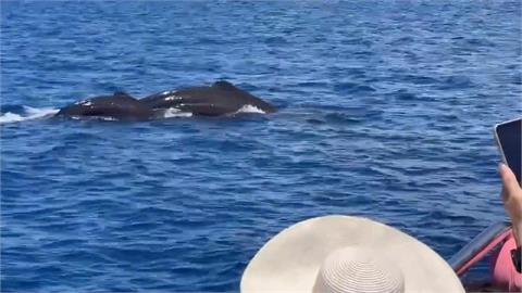 大「鯨」喜！抹香鯨出沒花蓮海域　賞鯨船連3天巧遇遊客驚喜