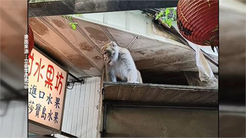 獼猴頻出沒內湖、天母一帶！　北市動保處公布5大熱點