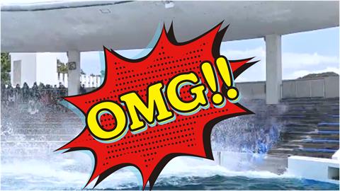 日本水族館「另類職場霸凌」600萬網瘋看！大前輩「猛甩新人」畫面流出