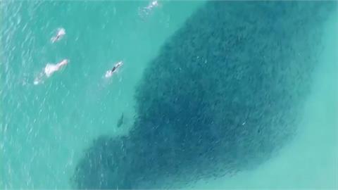 澳洲48小時內4起鯊魚攻擊事件　釀12歲男童、20歲男重傷