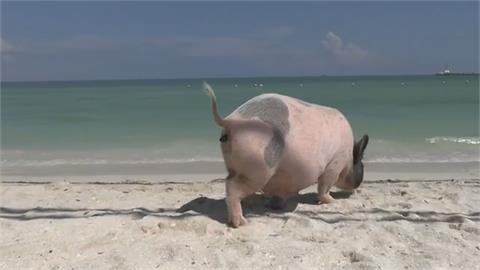 墨西哥豬海灘成景點　可愛小豬陪同戲水