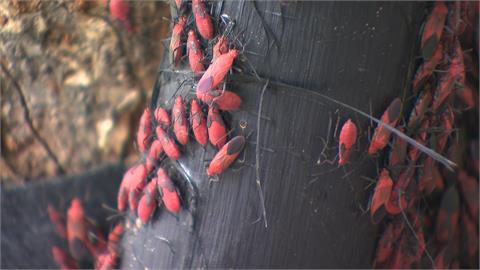 紅色蟲軍團出沒新北！　農業局澄清本土「紅姬緣椿象」勿驚慌