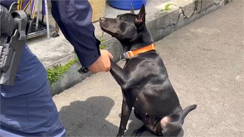 宜蘭員警踹派出所狗狗洩憤　遭同事檢舉挨罰1.5萬