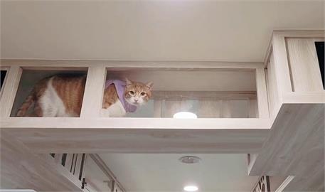 新北動保處打造友善動物辦公室　有如喵星人基地