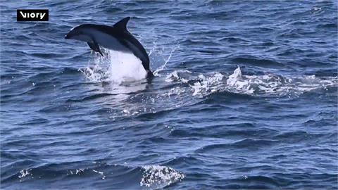 海洋哺乳動物保育區之一　想賞鯨豚快來阿根廷瓦爾德斯半島
