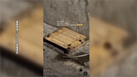 噁！豆腐板放水溝蓋「蟑螂狂爬」　老字號餐廳「四海一家」致歉　衛生局要查