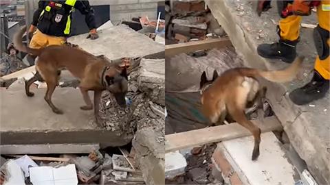 台灣搜救犬Sato挺進土耳其！探測廢墟突吠「這邊有反應」搶命畫面曝