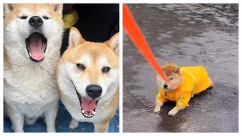 柴犬式任性有多固執？穿雨衣下秒做「1行為」　飼主淋成落湯雞網笑翻