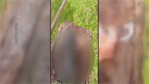 殘忍！草叢驚見「獼猴手掌」　疑遭殺害凶手最高罰30萬