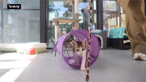 浪浪國家養！杜拜世博城「動物友善」　都市角落打造舒適貓屋包吃包住