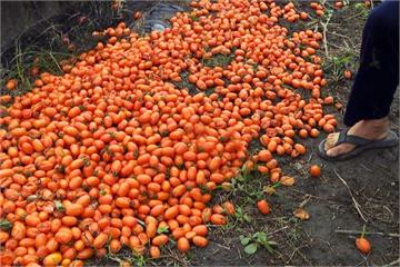 農民心疼！美濃橙蜜香番茄、屏東蜜棗農損三成