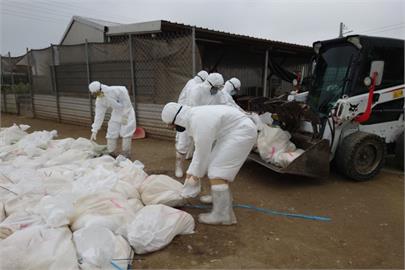 嘉義大林1養鵝場發生高病原性禽流感　1.2萬鵝隻全數撲殺