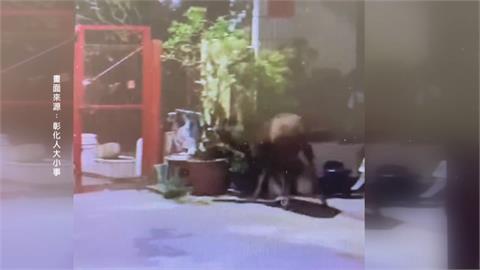下山覓食誤闖社區巷弄　水鹿困死巷　衝破木門逃