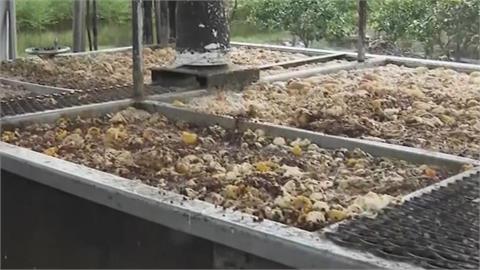 一堆人搞不懂魚刺、骨頭是不是垃圾　環保局曝「1答案」提醒：丟錯恐噴6千！