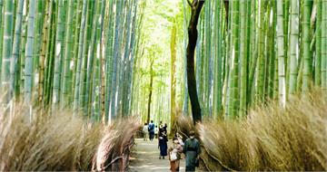 日本京都熊出沒! 嵐山竹林小徑「兩天5起通報」