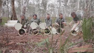 澳洲大陸絕跡超過3千年 雷神男星力助"袋獾"復育