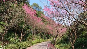 不用下車就能欣賞粉色系美景　歡迎到三芝賞櫻秘「徑」看花