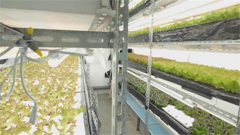 AI助攻！　板橋「智慧植物工廠」　自動化生產水耕蔬菜