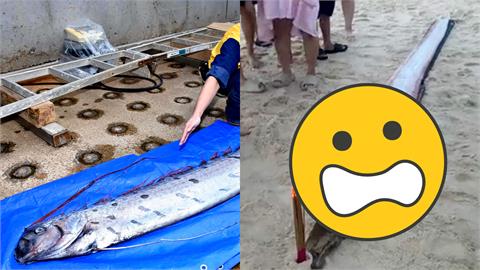 4.5公尺深海魚「沖上海灘」地震前兆？當地人「1舉動祈福」真相神反轉