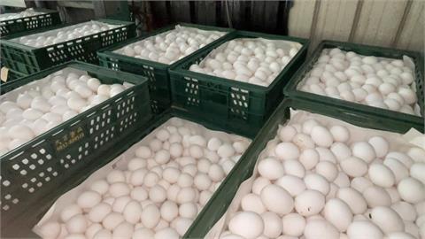 雞蛋批發價每台斤飆至52元　陳吉仲：「2方面」解決蛋量不足問題
