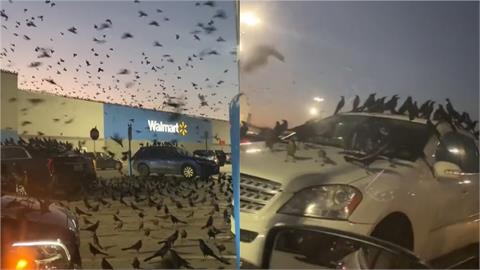 驚悚電影《鳥》真實上演！百隻黑鳥佔領德州賣場　超密集滿天飛嚇壞路人