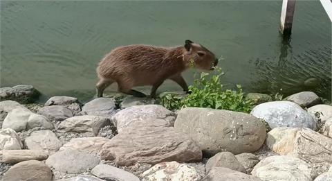 最萌防颱畫面！飼料引誘水豚君進入避難小屋竟沒用