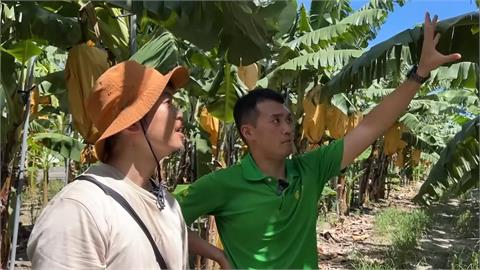 原來我吃的水果是這樣來！日男參觀香蕉園　見「台灣農業黑科技」驚呆了