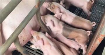 全台非洲豬瘟警戒！他憶28年前「口蹄疫爆發」爸爸捶方向盤：我懂了