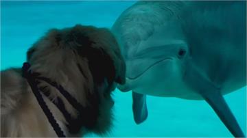 佛州海生館重啟 邀網紅狗狗跟海豚相見歡