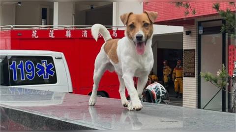 快新聞／搜救犬Wilson遭虐死？前消防員喊「死因不是墜樓」　花蓮消防局回應了