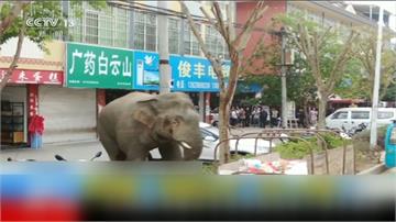 亞洲象逛大街 闖入中國雲南市區毀9車