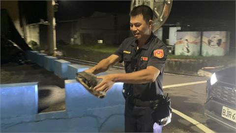 暴雨魚池淹水！烏龜大軍逃家闖馬路　警民合作找回３０隻