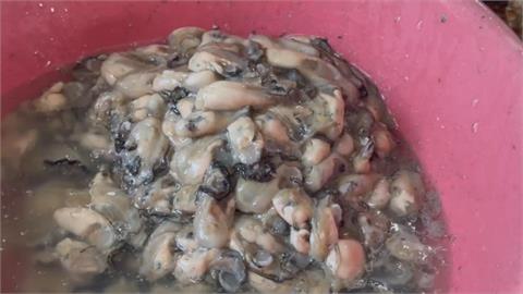天兔逼近！台南「蚵棚全擠漁港內」　蚵農嘆：老天不賞臉