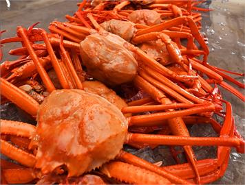 月休20天以上！日本漁師靠「抓松葉蟹」月賺50萬　工作內容曝光