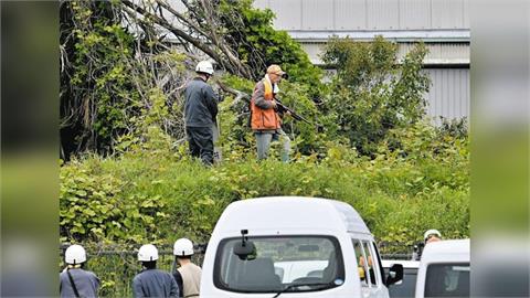 110公斤巨熊「躲1處」飛撲襲擊遛狗女…狠抓臉、頭部濺血！牠下場曝光
