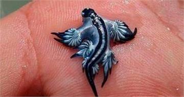 西班牙海灘驚見「藍龍」！夢幻外型藏劇毒　當局全面禁止下水