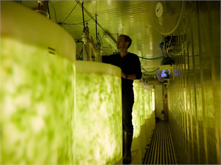 養魚蝦的同時也能養海藻？丹麥最新回收技術  確保海藻穩定生產