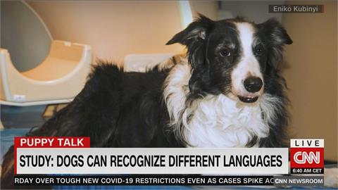 聽懂指令不稀奇　研究發現狗狗能分辨「不同語言」