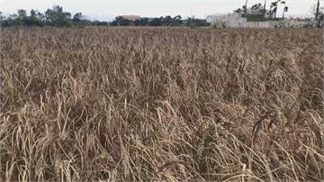 海水滲入灌溉溝渠 新竹3公頃農田枯萎變色