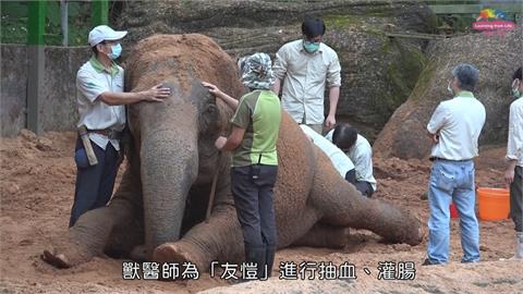 北市39歲亞洲象「友愷」身體不適 食慾不振、脫水 緊急抽血送驗