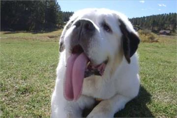 天下第一長舌狗！聖伯納犬舌長18.58公分破記錄
