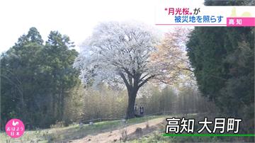 去年曾遭雨災重創 日本200年「月光櫻」修復後美麗綻放