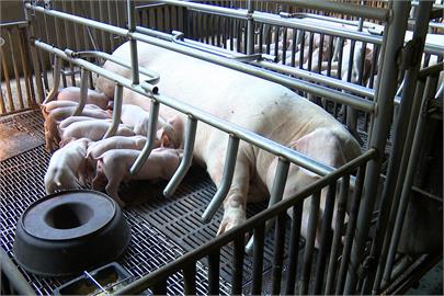 快新聞／歐洲國家「科索沃」疑發生非洲豬瘟　即起豬製品嚴禁入台
